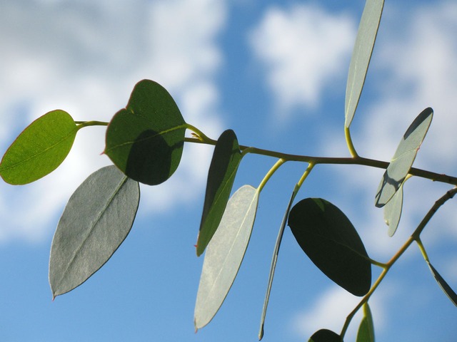 quelle huile essentielle d'eucalyptus utiliser ?