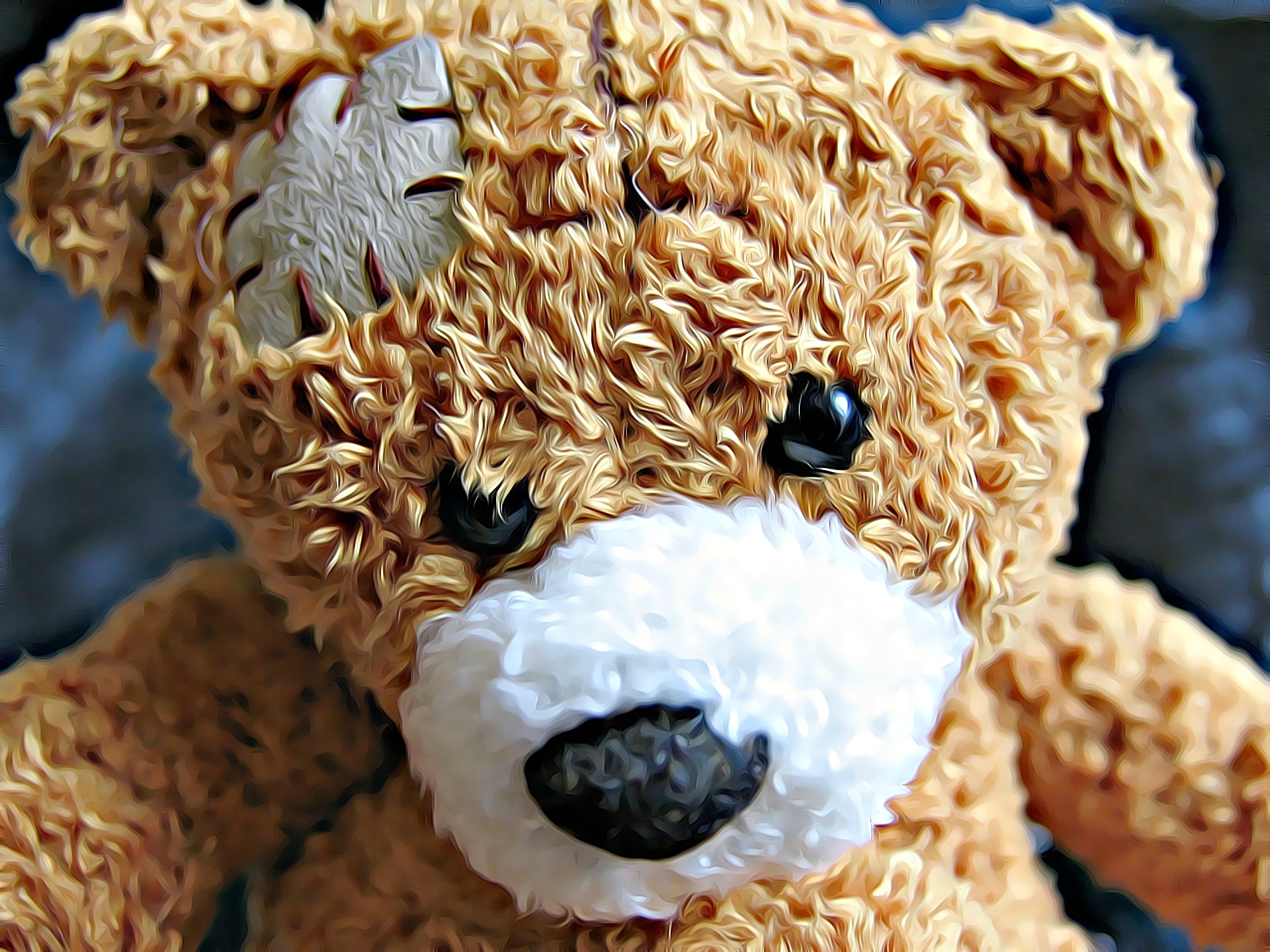 bear-2003391_1920