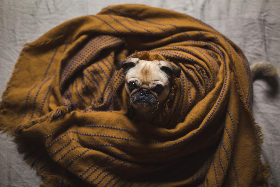 dog-wrapped-in-bedding_925x.jpg