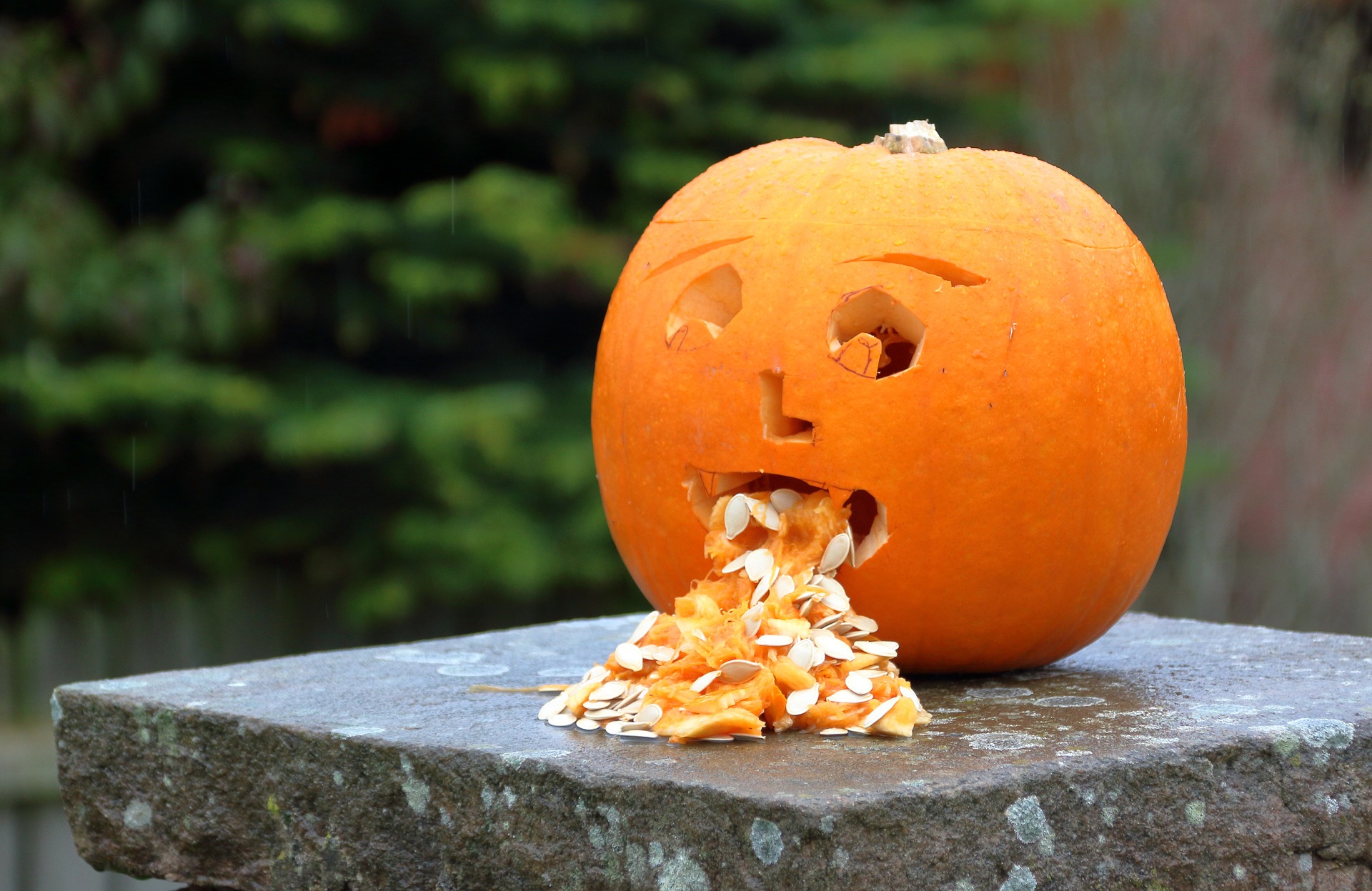 pumpkin-3630614_1920.jpg