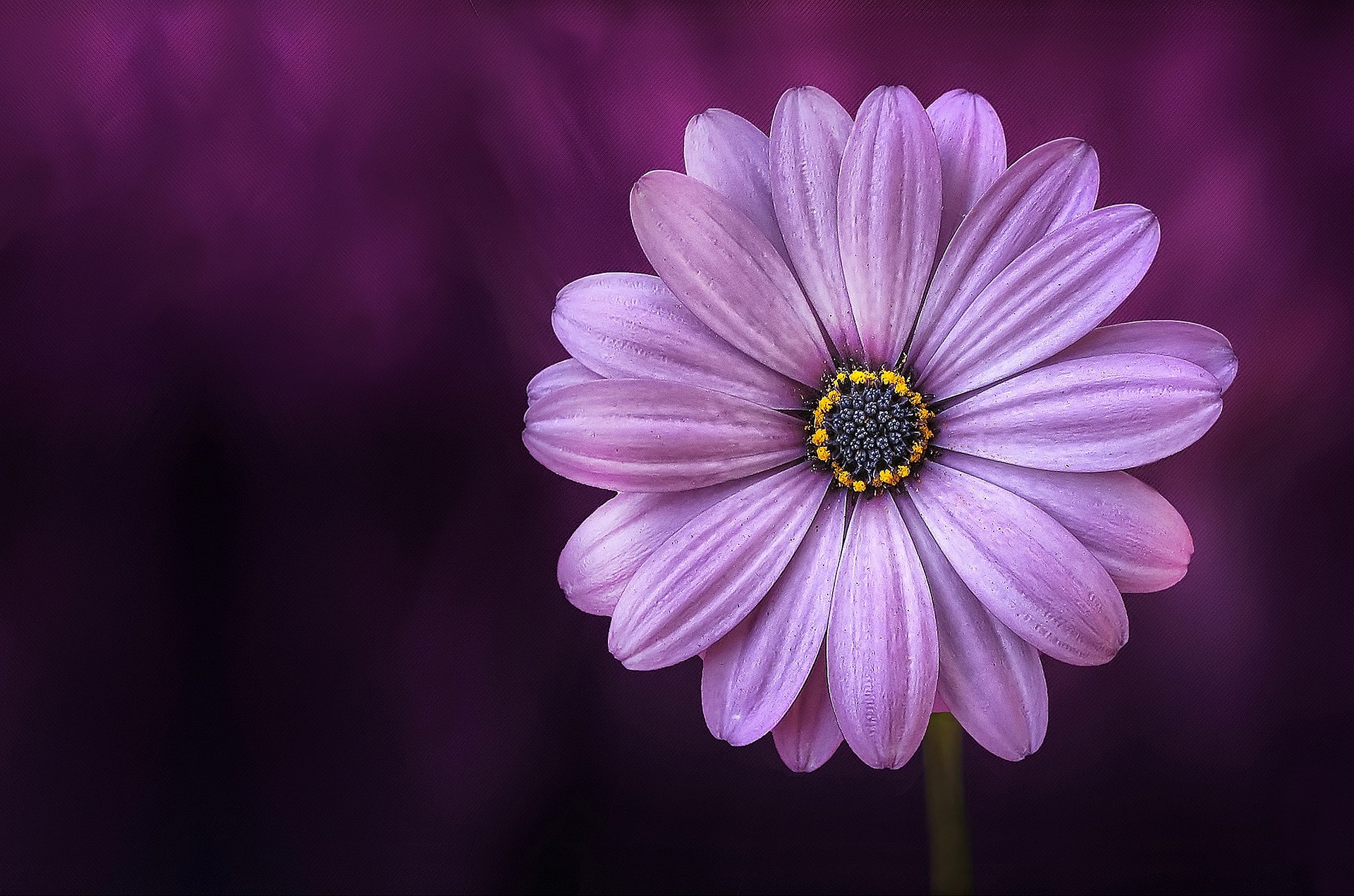 flower-729512_1920