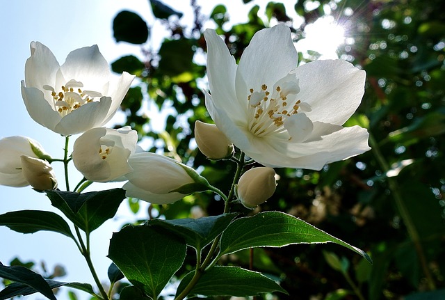 flower-3444238_640.jpg