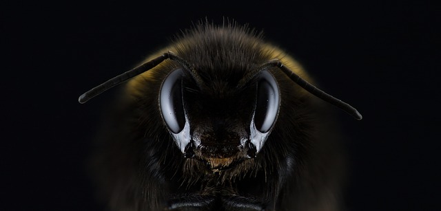 hummel-1353423_640