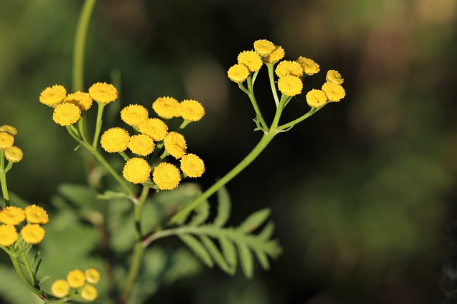 immortelle-3586525_640