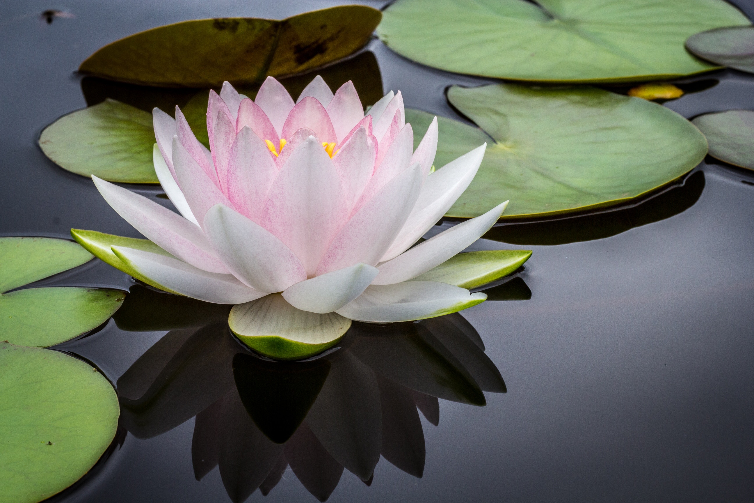 jay-castor-140248-unsplash
