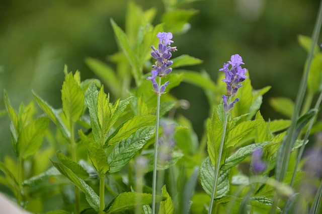 lavender-815765_640.jpg