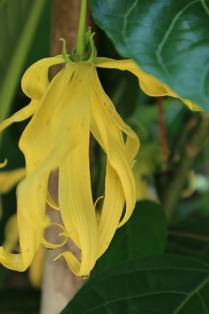 ylang-ylang-2791870_640.jpg