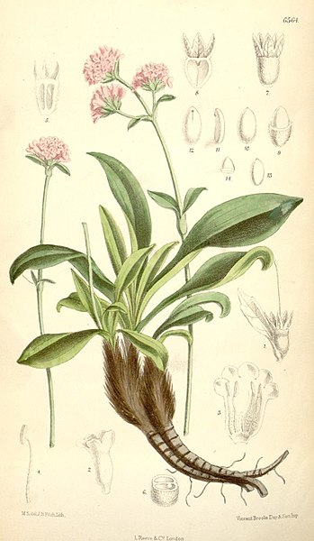 349px-Nardostachys_grandiflora