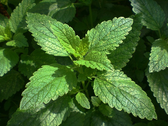 quelle huile essentielle de menthe choisir