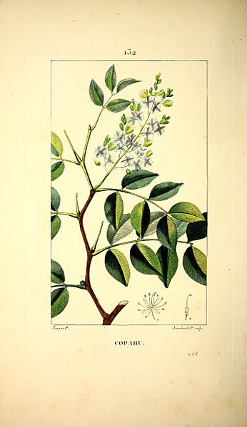 bienfaits de l'huile essentielle de copahu