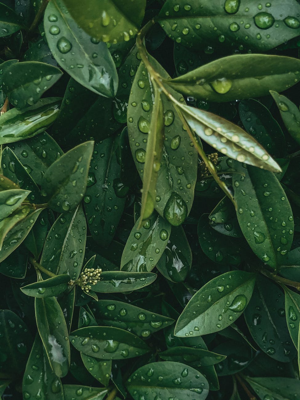 Huile essentielle de laurier noble : bienfaits, usages, digestion, immunité et confiance en soi. Guide complet et précautions d’utilisation.