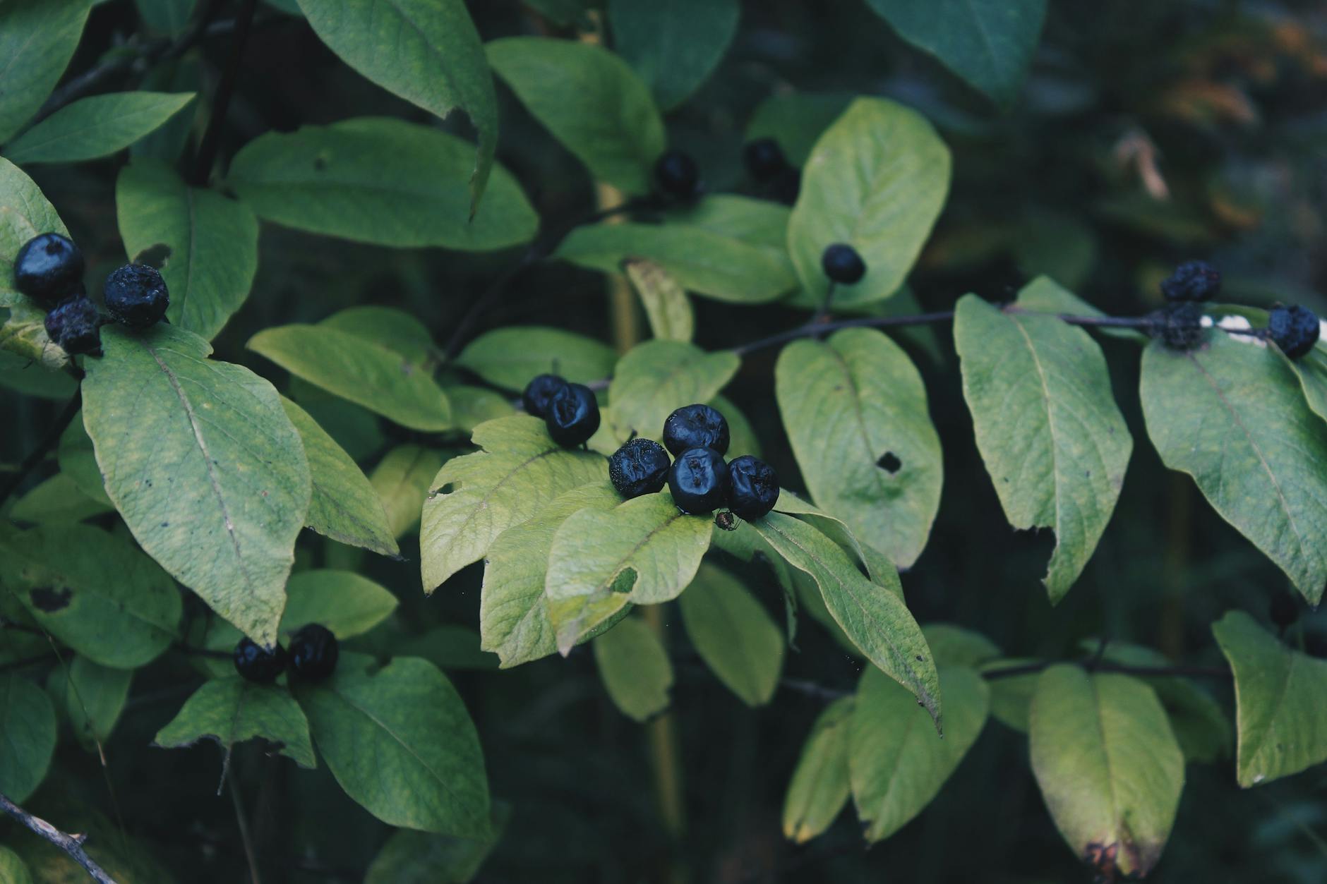 Huile essentielle de linaloé baie : bienfaits, usages pour le stress et la peau, précautions et conseils pour une utilisation sûre.